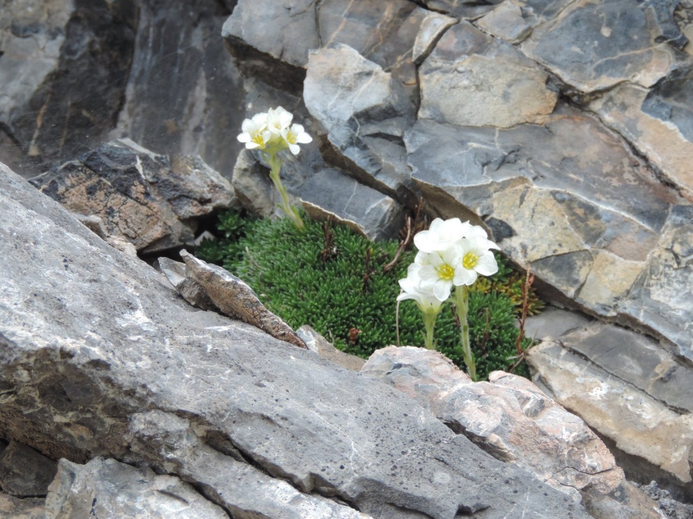 Saxifraga vandellii / Sassifraga di Vandelli